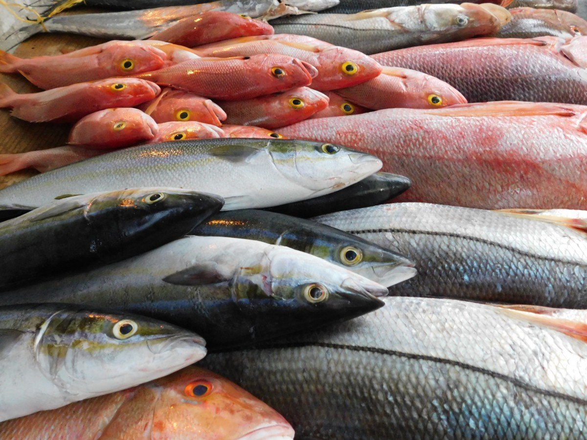 oily fish, sardine, seafood, forage fish, herring, herring family, bony fish, salmon, ray finned fish